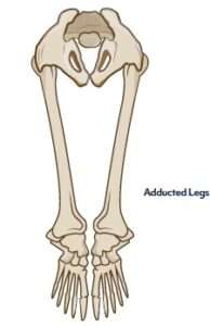 adducted legs